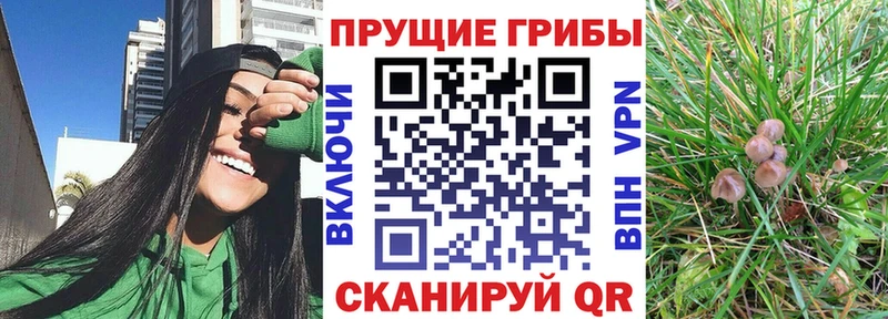 Псилоцибиновые грибы Cubensis  Междуреченск 